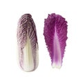 Purple napa cabbage. Red Napa, Chinese Cabbage on white. Purple chinese cabbage isolated on white