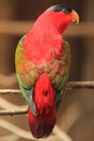 Purple-naped lory Royalty Free Stock Photo