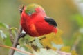 Purple-naped lory Royalty Free Stock Photo