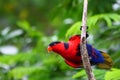 Purple Naped Lory Royalty Free Stock Photo