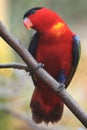 Purple-naped lory Royalty Free Stock Photo