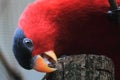 Purple-naped lory Royalty Free Stock Photo