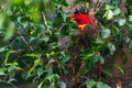 Purple-Naped Lory Parrot Royalty Free Stock Photo