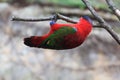 Purple-naped lory Royalty Free Stock Photo