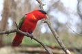 Purple-naped lory Royalty Free Stock Photo