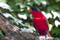 Purple-naped Lory Royalty Free Stock Photo