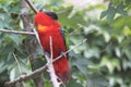 Purple-naped lory Royalty Free Stock Photo