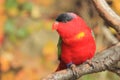 Purple-naped lory Royalty Free Stock Photo