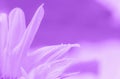 Purple natural background sunflower petals with water drops and copy space, room for text, empty space