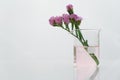 Purple natural flower with science beaker in white cosmetic laboratory background