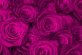 Purple natural roses Royalty Free Stock Photo
