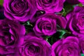 Purple natural roses background