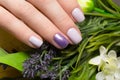 Purple neat manicure on female hands on flowers background. Nail design Royalty Free Stock Photo