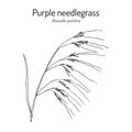 Purple needlegrass state grass of California Royalty Free Stock Photo