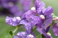Purple nemesia flowers Royalty Free Stock Photo