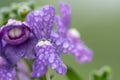 Purple nemesia flowers Royalty Free Stock Photo