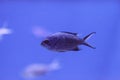 Purple neon damselfish Chrysiptera springeri Royalty Free Stock Photo