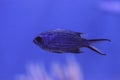 Purple neon damselfish Chrysiptera springeri Royalty Free Stock Photo