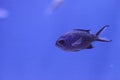 Purple neon damselfish Chrysiptera springeri Royalty Free Stock Photo