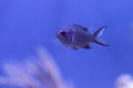 Purple neon damselfish Chrysiptera springeri Royalty Free Stock Photo