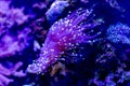 Purple neon Euphyllia glabrescens or Torch coral in closeup scene