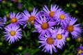 Cute purple autumn asters in the evening dusk. Easy to grow perennial flowers. August and september blossom Royalty Free Stock Photo