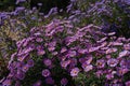 Purple new england asters. Wild deep purple flowers