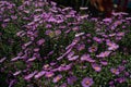 Purple new england asters. Wild deep purple flowers