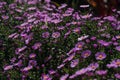 Purple new england asters. Wild deep purple flowers