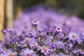 Purple New York aster. Daisy-like flowers with golden centers Royalty Free Stock Photo