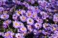 Purple New York aster. Daisy-like flowers with golden centers Royalty Free Stock Photo