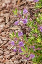 Purple New Zealand hebe plant in bloom with bark mulch blurred background