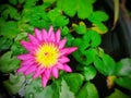 Purple Nimphaea lotus (Nymphaea Capensis Purple).