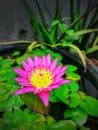 A purple Nimphaea lotus (Nymphaea Capensis Purple).