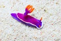 Purple Nudibranch Sea Slug, Chromodoris spp Royalty Free Stock Photo