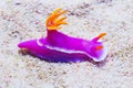 Purple Nudibranch crawling, Chromodoris spp Royalty Free Stock Photo