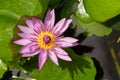 Purple Nymphaea Water Lily Royalty Free Stock Photo