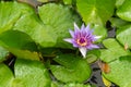 Purple Nymphaea Water Lily Royalty Free Stock Photo