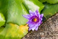 Purple Nymphaea Water Lily Royalty Free Stock Photo