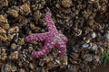 Purple Ochre Sea Star Pisaster ochraceus or Ochre Starfish