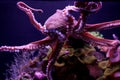 Purple Octopus swimming underwater Royalty Free Stock Photo