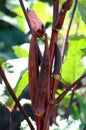 Purple okra (Abelmoschus)