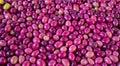 Purple olives Royalty Free Stock Photo