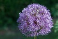Purple onion blossom in sun