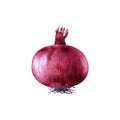 Purple onion bulb realistic watercolor illustration. Hand drawn close up red onion root. Spicy organic shallot vegetable image.