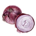 Purple onion bulb watercolor isolated on white background Royalty Free Stock Photo