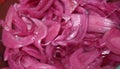 Purple onion chopped in slices, texture background Royalty Free Stock Photo