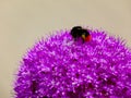 Purple onion flower detail with large black and orange bumble bee collecting nectar