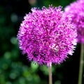 Purple onion flower (allium giganteum)
