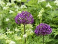 Purple onion flowers, Allium hollandicum ÃÂ´Purple sensationÃÂ´ blooming Royalty Free Stock Photo